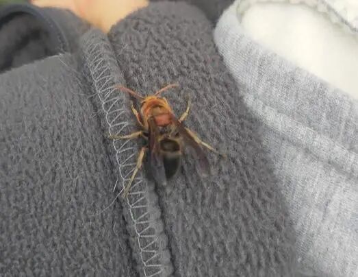 富邦优配 一家三口爬山遇袭！母亲护子遭马蜂蜇伤60余处……不幸被蜇怎么办？